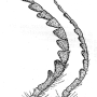 Prionocera pubescens : body part(s) - antenna