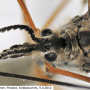 Prionocera pubescens : body part(s) - head and antenna