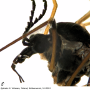 Prionocera pubescens : body part(s) - head and thorax