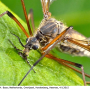 Prionocera pubescens : body part(s) - head and thorax