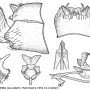 Prionocera pubescens : hypopygium