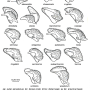 Prionocera pubescens : hypopygium