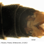 Prionocera pubescens : hypopygium