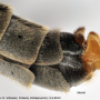 Prionocera pubescens : hypopygium