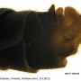 Prionocera pubescens : hypopygium