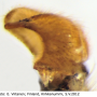 Prionocera pubescens : hypopygium