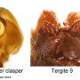 Prionocera pubescens : hypopygium