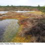 Prionocera pubescens : habitat