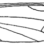 Prionocera pubescens : wing