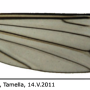 Prionocera pubescens : wing