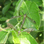 Prionocera turcica : habitus - copula