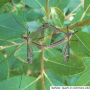 Prionocera turcica : habitus - copula