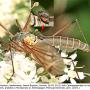 Prionocera turcica : habitus - female