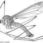 Prionocera turcica : habitus - male