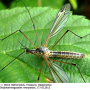 Prionocera turcica : habitus - male