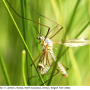 Prionocera turcica : habitus - male