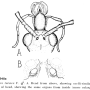 Prionocera turcica : body part(s) - head