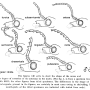 Prionocera turcica : body part(s) - head and antenna
