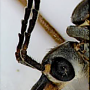 Prionocera turcica : body part(s) - head and antenna