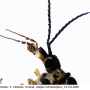 Prionocera turcica : body part(s) - head and antenna