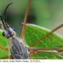 Prionocera turcica : body part(s) - head and thorax