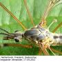 Prionocera turcica : body part(s) - head and thorax
