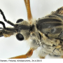 Prionocera turcica : body part(s) - head and thorax