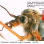 Prionocera turcica : body part(s) - head and thorax