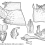 Prionocera turcica : hypopygium