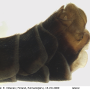 Prionocera turcica : hypopygium