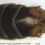 Prionocera turcica : hypopygium