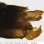 Prionocera turcica : hypopygium