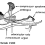 Prionocera turcica : hypopygium
