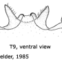 Prionocera turcica : hypopygium