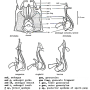 Prionocera turcica : hypopygium