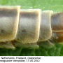 Prionocera turcica : hypopygium