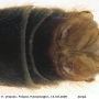Prionocera turcica : hypopygium