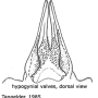 Prionocera turcica : ovipositor