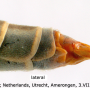 Prionocera turcica : ovipositor