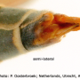 Prionocera turcica : ovipositor