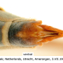 Prionocera turcica : ovipositor