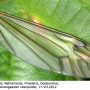 Prionocera turcica : wing