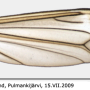 Prionocera turcica : wing