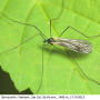 Prionolabis inopis : habitus - male