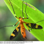 Pselliophora laeta : habitus - female