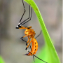 Pselliophora laeta : habitus - female