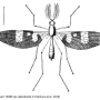 Pselliophora laeta : habitus - male