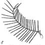 Pselliophora laeta : body part(s) - antenna