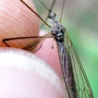 Pseudolimnophila (Pseudolimnophila) lucorum : habitus - female