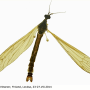 Pseudolimnophila (Pseudolimnophila) lucorum : habitus - male